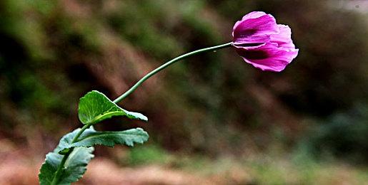 若收购失败 Kotick将继续是动视暴雪的CEO